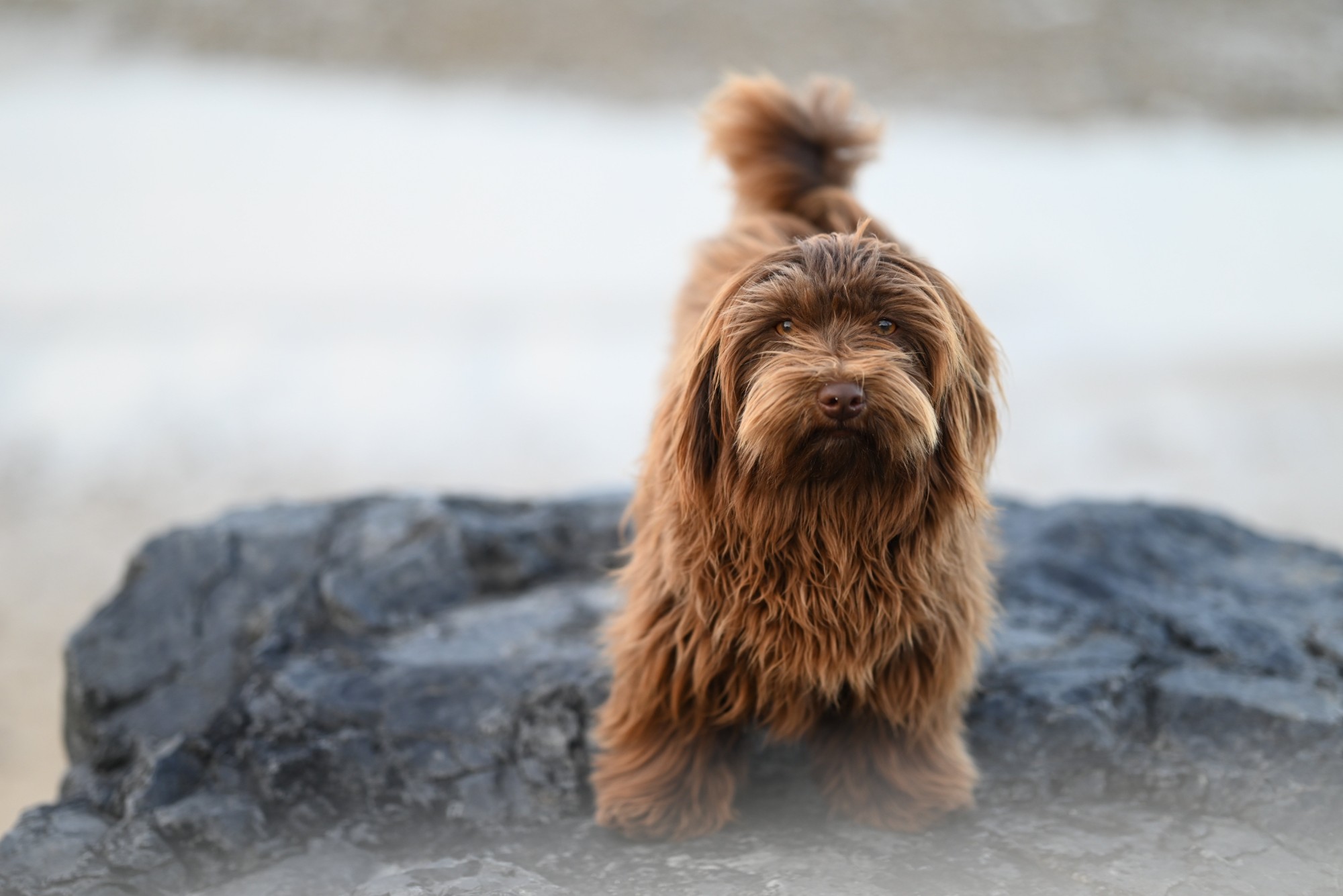 A shaggy brown dog standing on a rock by the sea